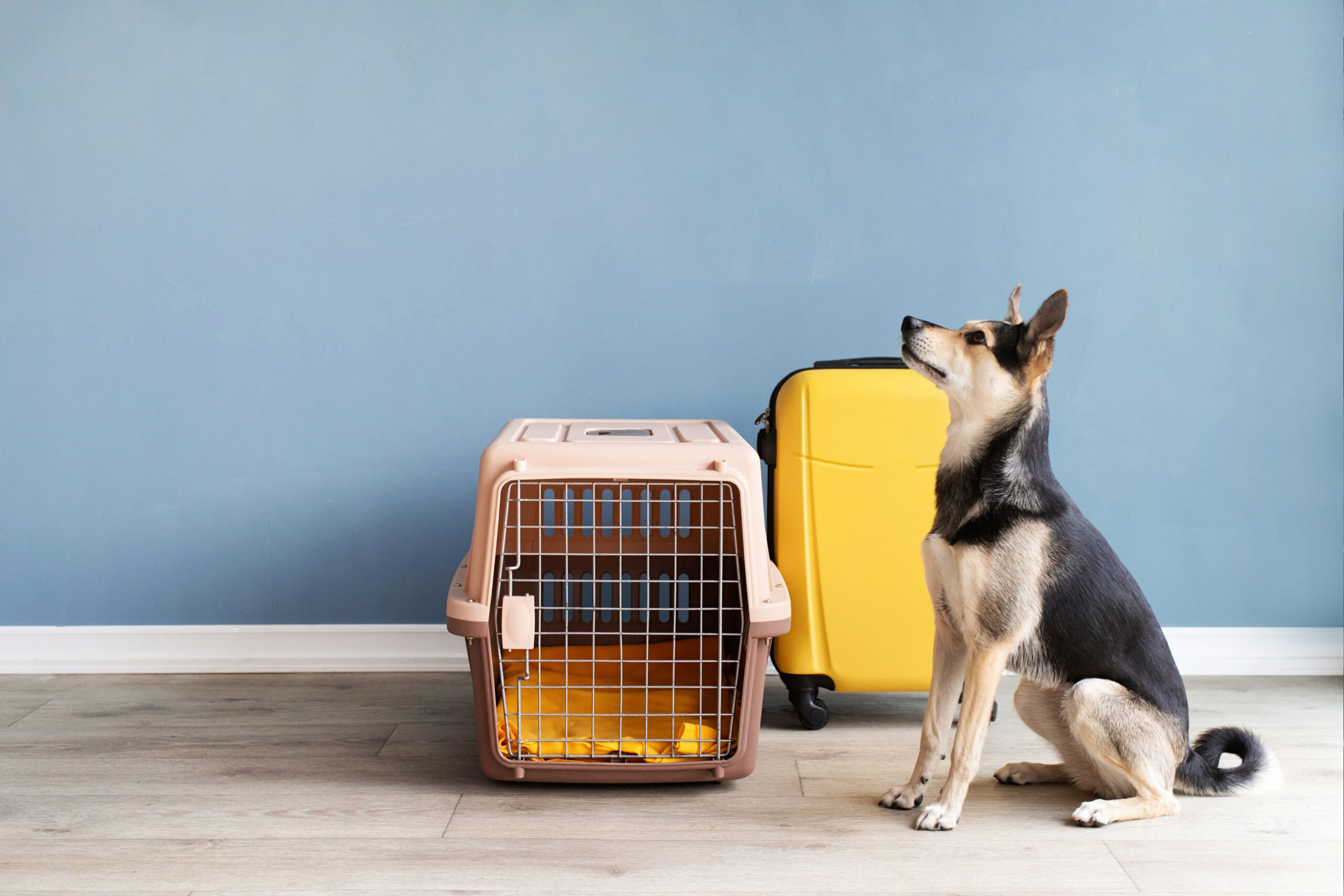 Pet relocation services in Kuwait