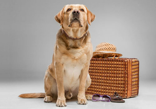 Best option for your pet relocation in KSA